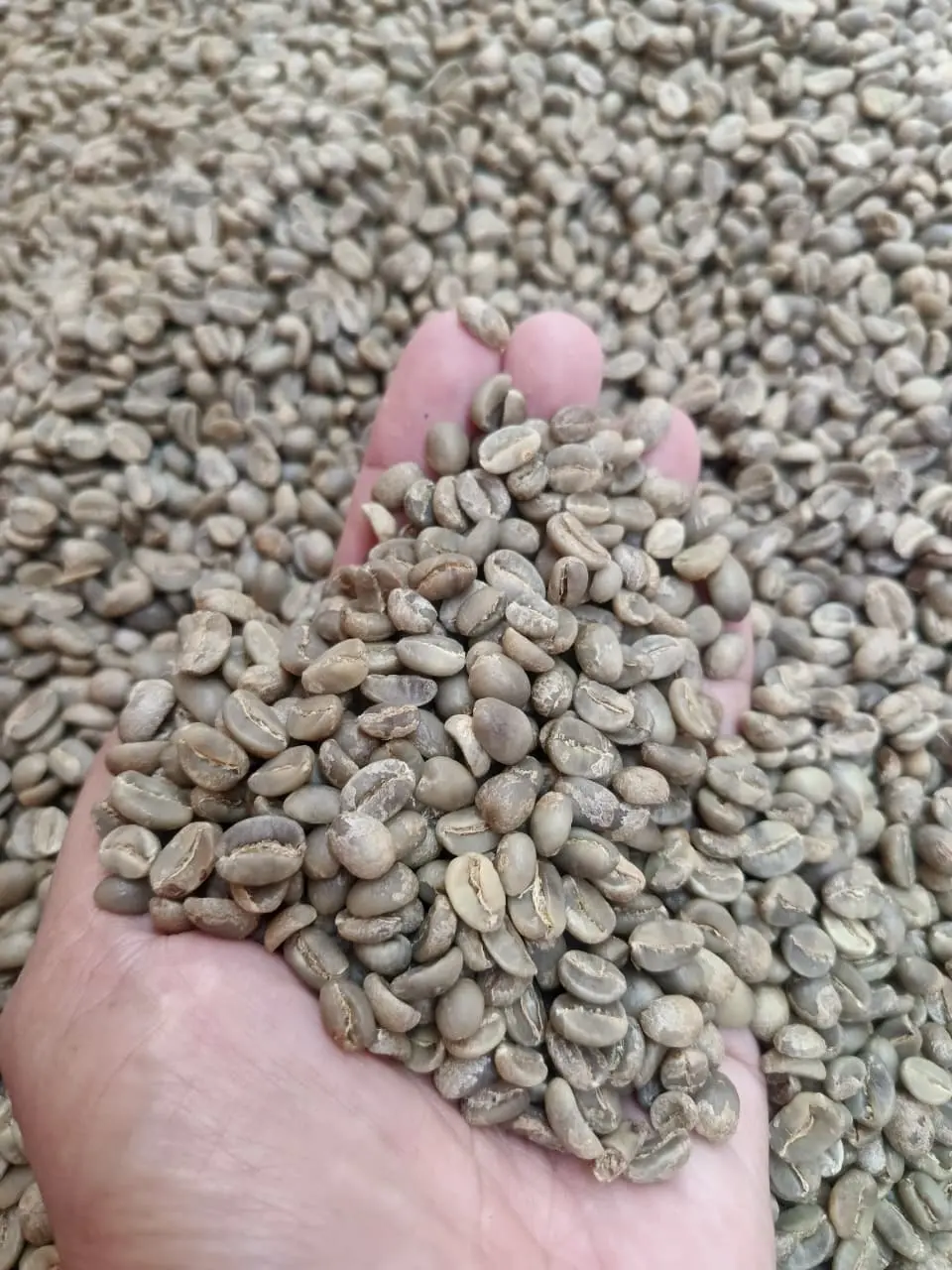 Selected Indonesian Arabica green coffee beans