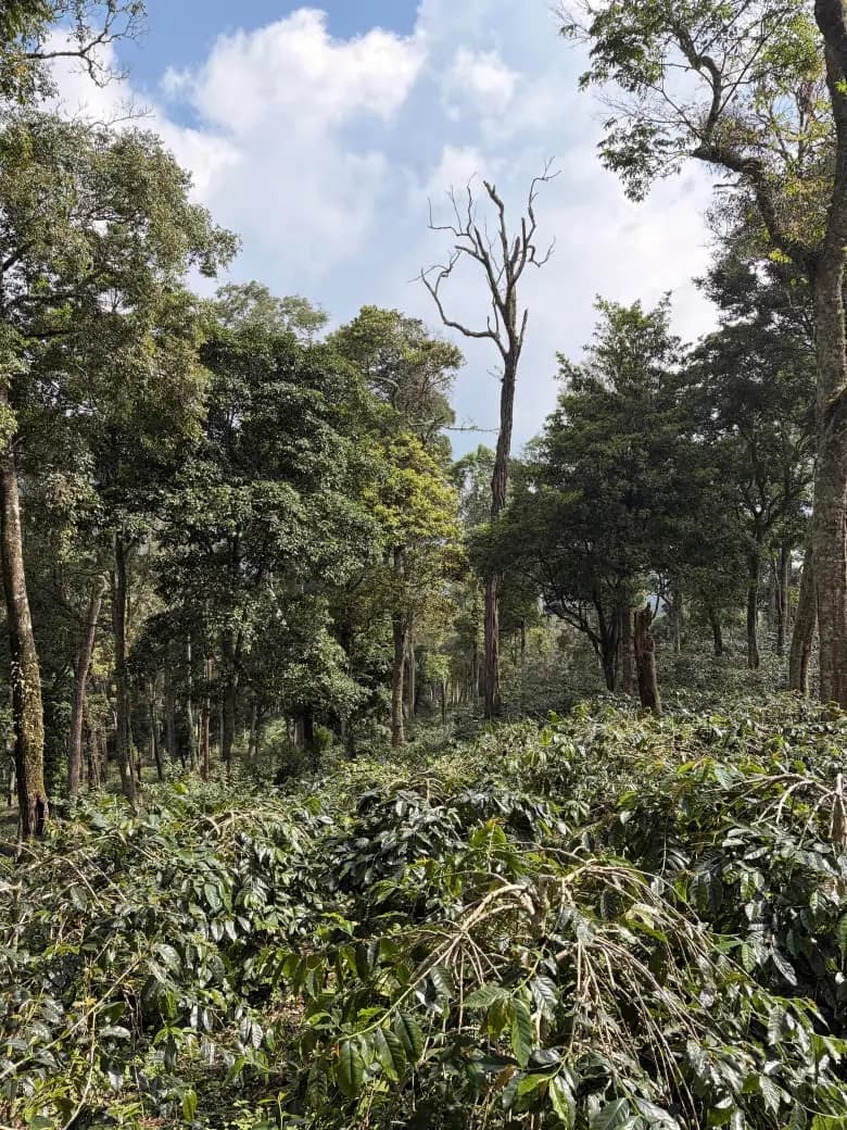 Nawasena origin partners and Indonesian coffee sourcing