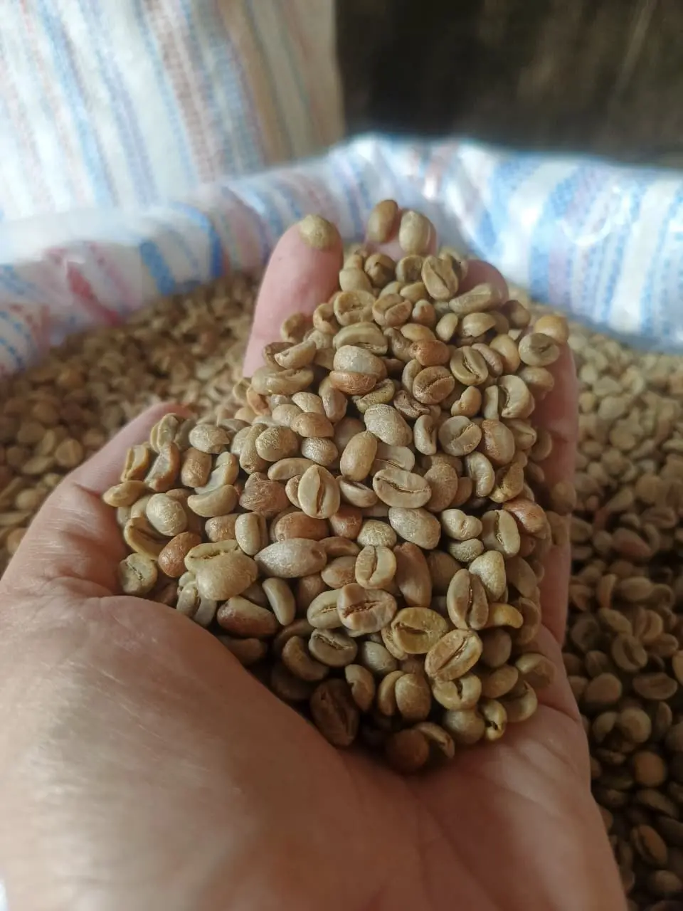 Green coffee quality control and processing