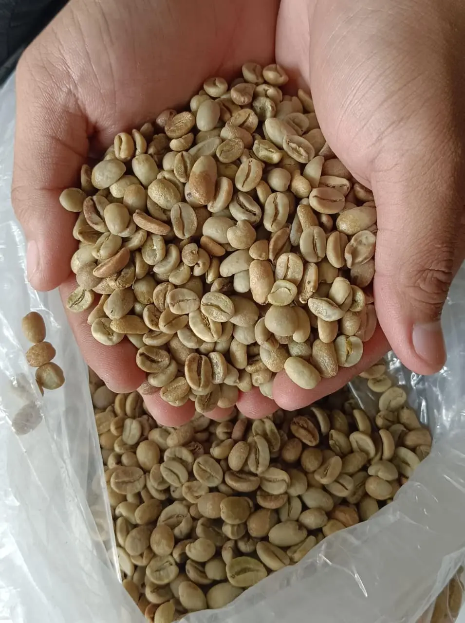Aceh Gayo Arabica Honey Grade 1 from Aceh Gayo