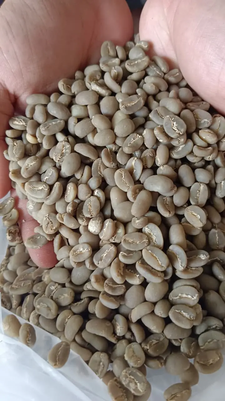 Aceh Gayo Arabica Semi Washed Grade 1 from Aceh Gayo